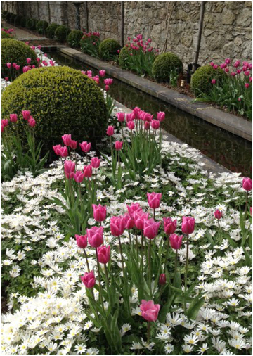 Palmerston Garden
